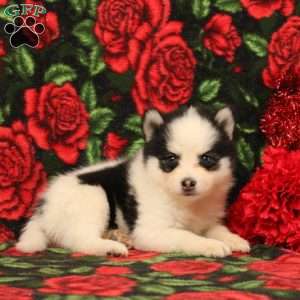 Darinda, Pomsky Puppy